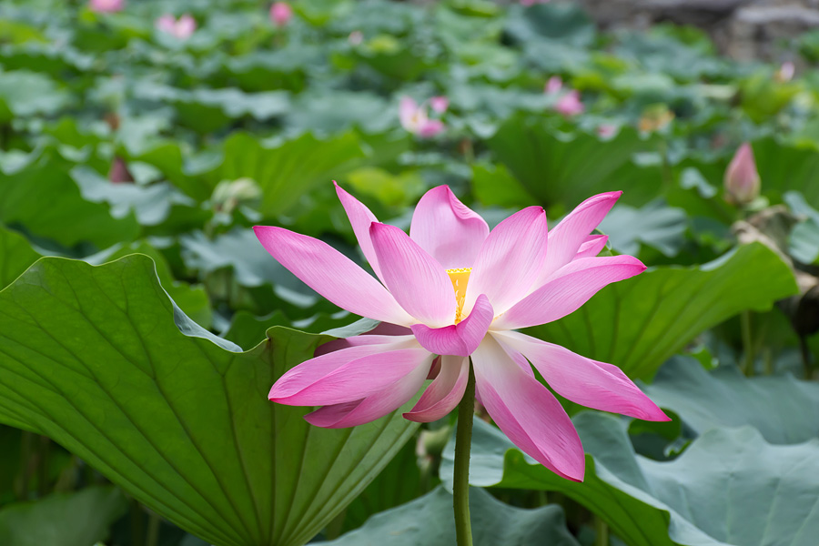 lotus