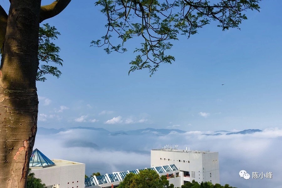 香港 foggy 大学